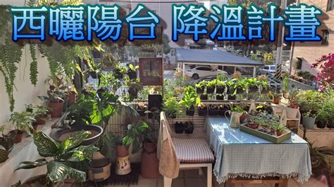 西曬植物|西曬植物種植攻略：打造西向陽台綠色天堂 